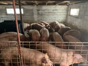 porci de vanzare