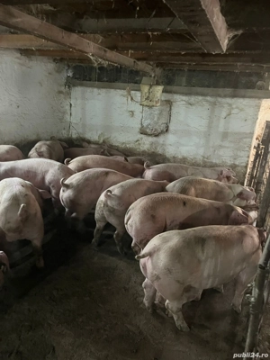 Porci de vanzare - imagine 4