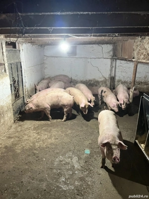 Porci de vanzare - imagine 3