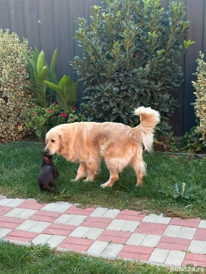 Vand femela Golden Retriver - imagine 3