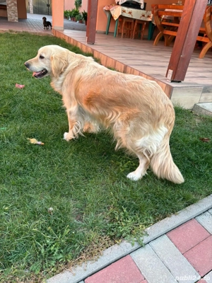 Vand femela Golden Retriver