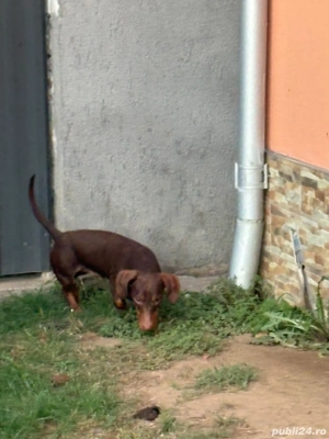 Mascul Teckel - imagine 2