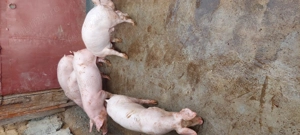 De vanzare - imagine 2