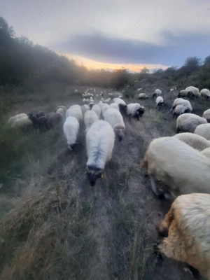 Vand 70 de oi si 20 de capre - imagine 4