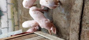 De vanzare - imagine 4