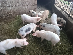 Vand purcei - imagine 3