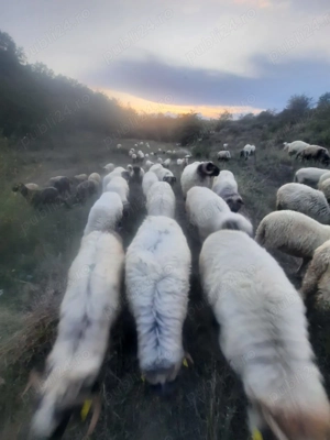 Vand 70 de oi si 20 de capre