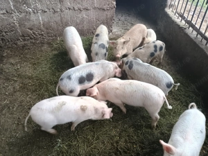 Vand purcei - imagine 2