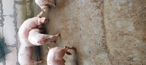 De vanzare - imagine 5