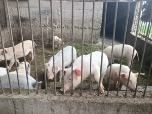 Vand purcei - imagine 4