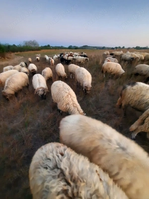 Vand 70 de oi si 20 de capre - imagine 5