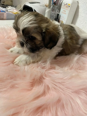 Shih Tzu-rasa iubirii și a blândeții  - imagine 3