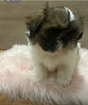 Shih Tzu-rasa iubirii și a blândeții 