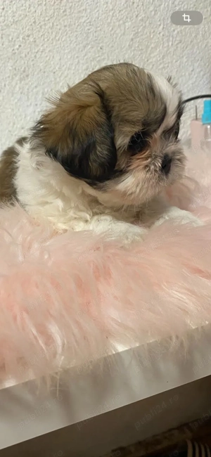 Shih Tzu-rasa iubirii și a blândeții  - imagine 4