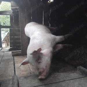 Vind purcea rasa de carne  - imagine 2