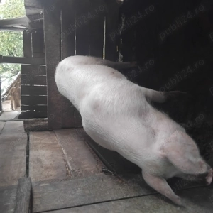 Vind purcea rasa de carne  - imagine 3