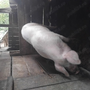 Vind purcea rasa de carne  - imagine 4