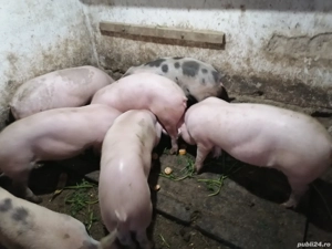 Porci de vânzare 