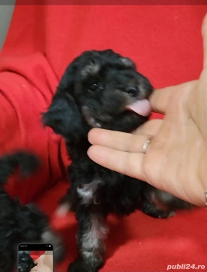 căței  pudel chaniche 