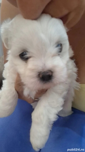 Bichon maltez de 8 saptamni disponibili - imagine 3