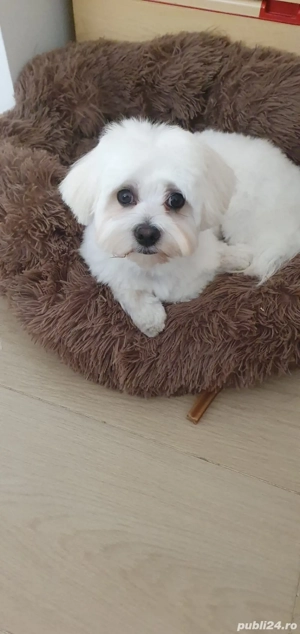 Bichon maltez de 8 saptamni disponibili - imagine 5