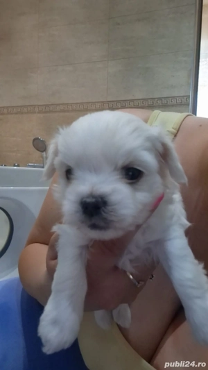 Bichon maltez de 8 saptamni disponibili - imagine 4