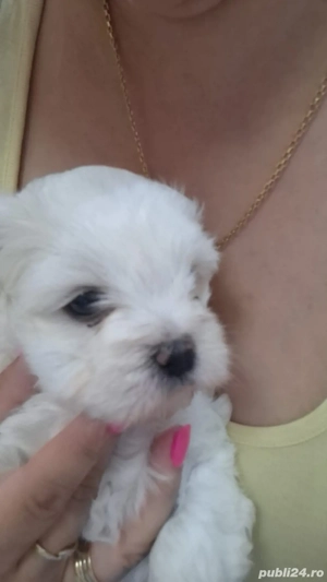 Bichon maltez de 8 saptamni disponibili