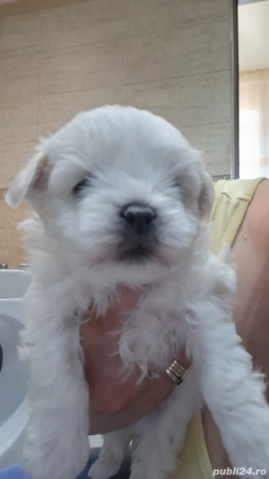 Bichon maltez de 8 saptamni disponibili - imagine 2