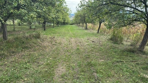 Teren 1800 mp comuna Turt - imagine 3 Teren 1800 mp comuna Turt - imagine 3