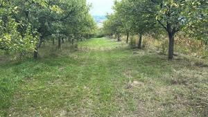 Teren 1800 mp comuna Turt - imagine 5 Teren 1800 mp comuna Turt - imagine 5