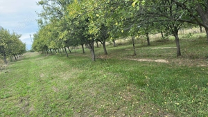 Teren 1800 mp comuna Turt - imagine 2 Teren 1800 mp comuna Turt - imagine 2