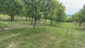 Teren 1800 mp comuna Turt - imagine 4 Teren 1800 mp comuna Turt - imagine 4