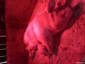 Vând doua scroafe cu purcei.