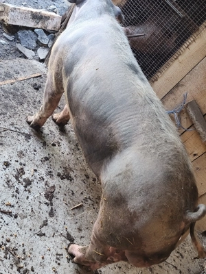 Vier de vânzare  - imagine 4