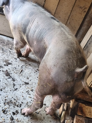 Vier de vânzare  - imagine 2