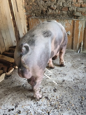 Vier de vânzare  - imagine 3