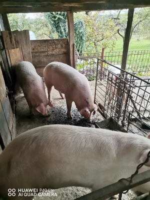 Porc de vinzare - imagine 4