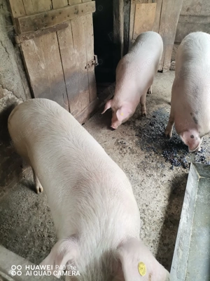 Porc de vinzare - imagine 2