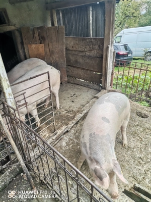 Porc de vinzare - imagine 3