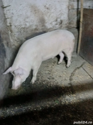 vand porc marele alb - imagine 2 vand porc marele alb - imagine 2