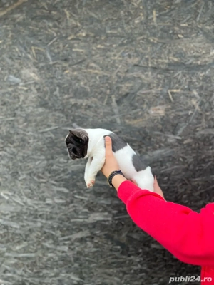 Pui bulldog francez   - imagine 2