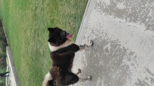 Donez akita american - imagine 2 Donez akita american - imagine 2