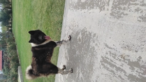 Donez akita american