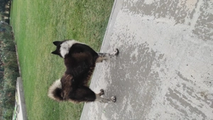 Donez akita american - imagine 3 Donez akita american - imagine 3