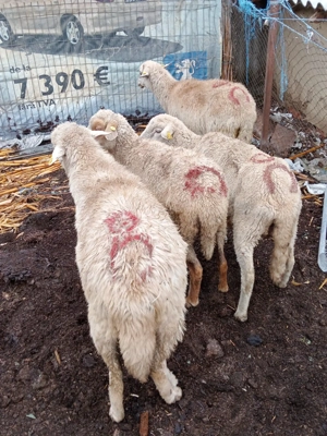 Vand oi.      - imagine 2