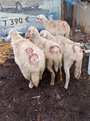 Vand oi.      - imagine 3