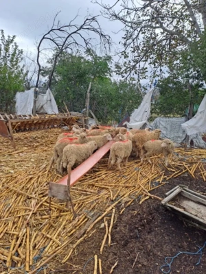 Vand carlani             .