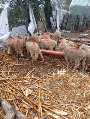 Vand carlani             . - imagine 4