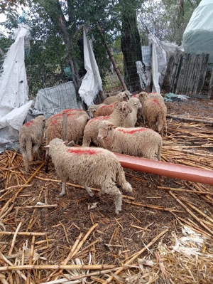 Vand carlani             . - imagine 5