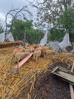 Vand carlani             . - imagine 2